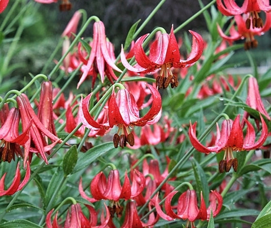 Image of Lilium 'Springville'|Juniper Level Botanic Gdn, NC|JLBG