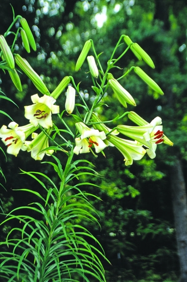 Image of Lilium brownii 'Sichuan Splendor'|Juniper Level Botanic Gdn, NC|JLBG