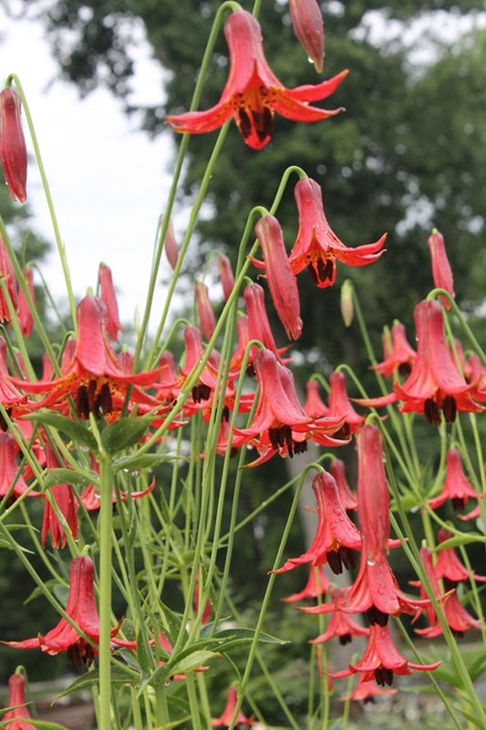 Image of Lilium canadense v. editorum 'Reverend Walker'|Juniper Level Botanic Gdn, NC|JLBG
