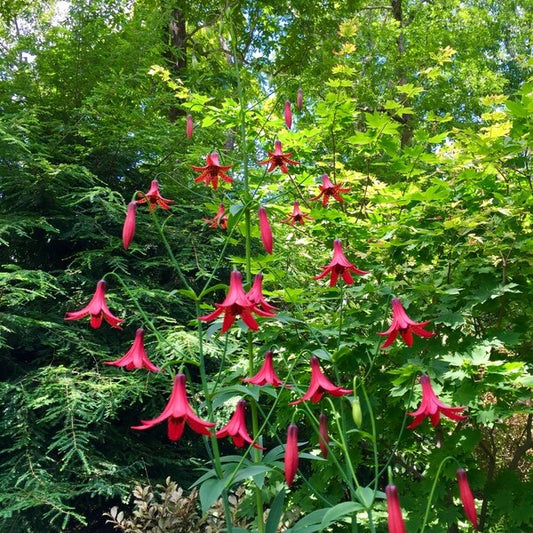 Image of Lilium canadense var. editorum by E. Taylor