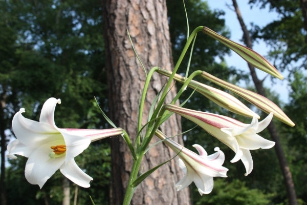 Image of Lilium formosanum var. pricei 'Hehuan'|Juniper Level Botanic Gdn, NC|JLBG