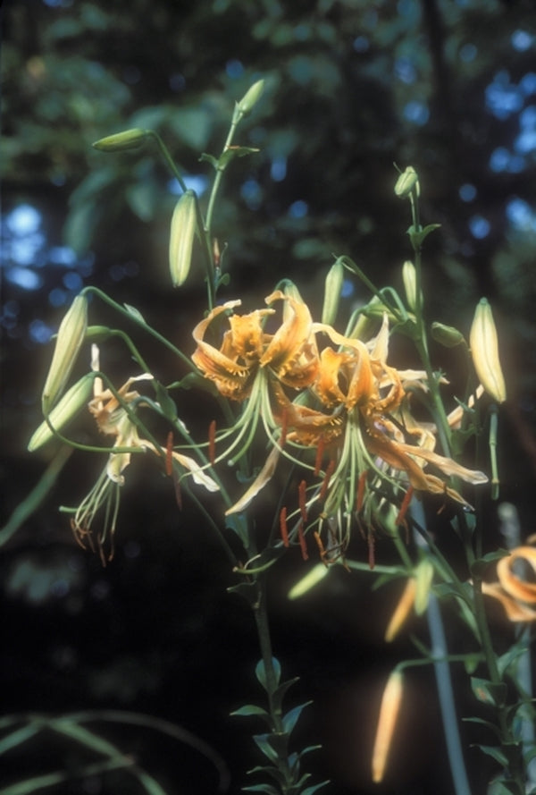 Image of Lilium henryi|Juniper Level Botanic Gdn, NC|JLBG