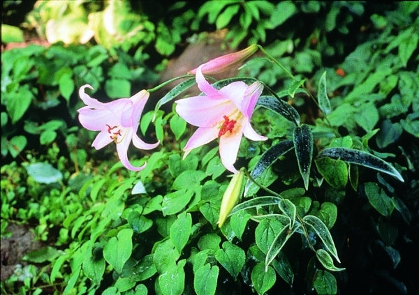 Image of Lilium japonicum forma albomarginatum|Japan|B. Yinger