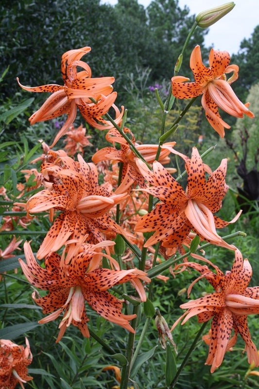 Image of Lilium lancifolium 'Florepleno'||