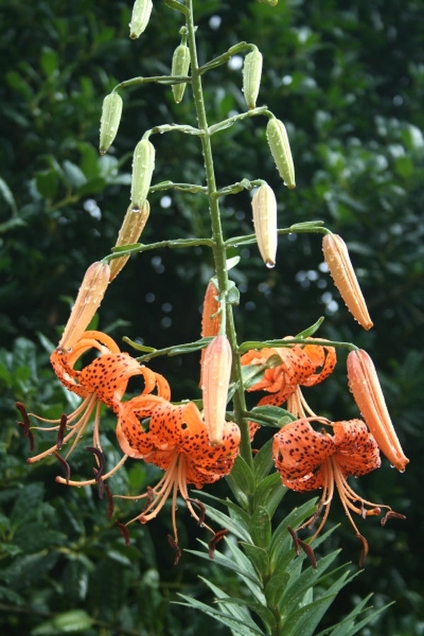Image of Lilium leichtlinii var. maximowiczii|Juniper Level Botanic Gdn, NC|JLBG