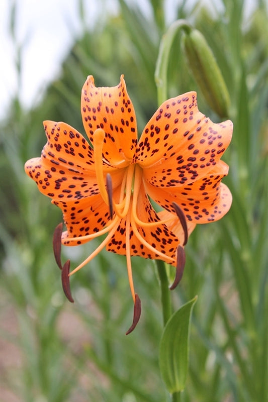 Image of Lilium leichtlinii var. maximowiczii||