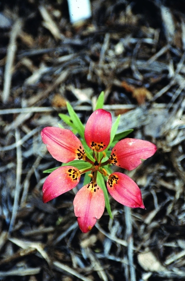 Image of Lilium philadelphicum|Juniper Level Botanic Gdn, NC|JLBG