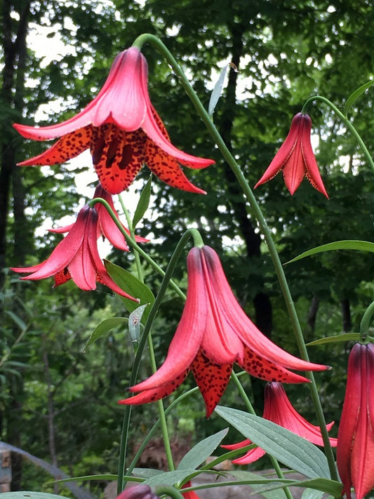 Image of Lilium x pseudograyi 'Taylor's Red'|Edmund Taylor Gdn.|Edmund Taylor