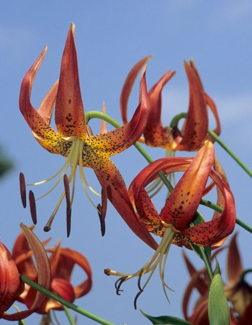Learn about Lilium pyrophilum Sandhills Fire Lily Perennial