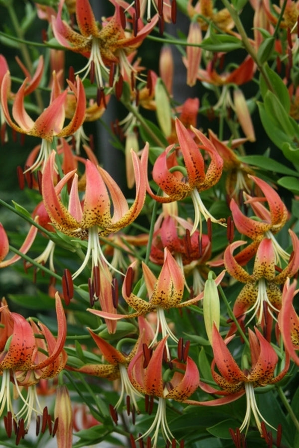 Image of Lilium pyrophilum|Juniper Level Botanic Gdn, NC|JLBG