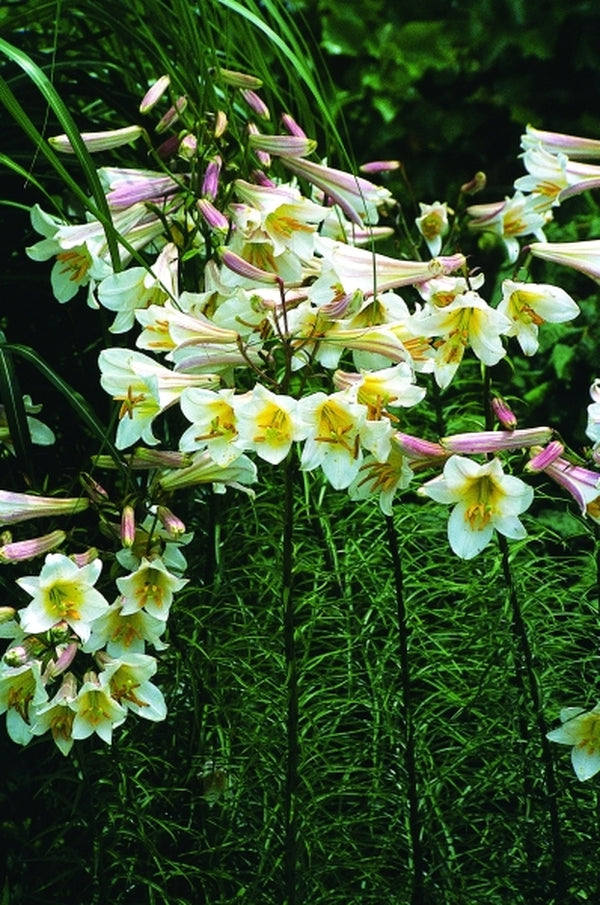 Image of Lilium regale|Juniper Level Botanic Gdn, NC|JLBG