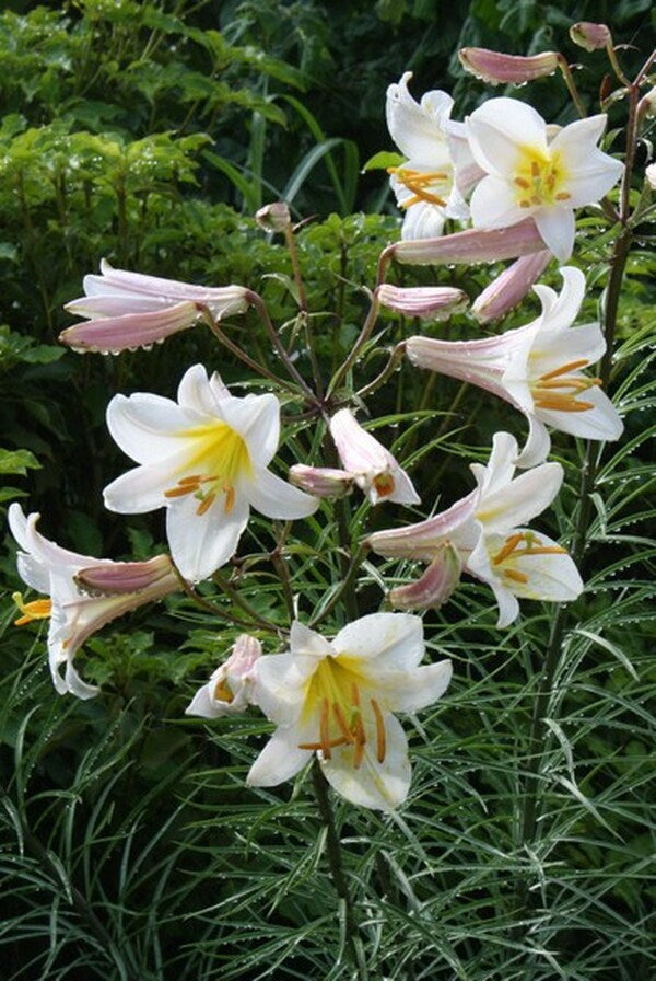 Image of Lilium regale|Juniper Level Botanic Gdn, NC|JLBG