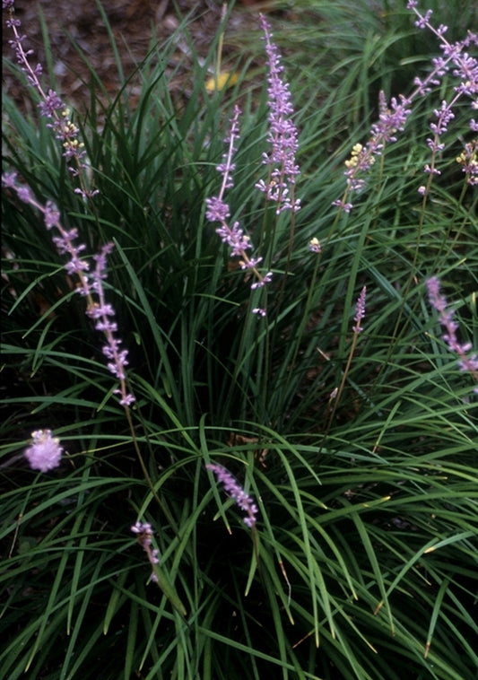 Image of Liriope longipedicellata 'Porcupine'|Juniper Level Botanic Gdn, NC|JLBG