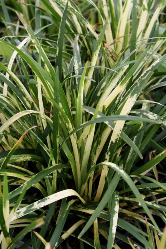 Image of Liriope muscari 'Tokai Rinpa'|Hawksridge Farms, NC|
