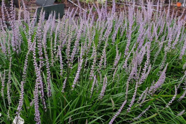 Image of Liriope vernalis 'Lavender Springs'||