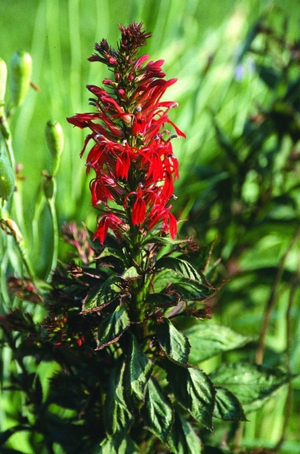 Image of Lobelia 'Crown Royal'|Juniper Level Botanic Gdn, NC|JLBG