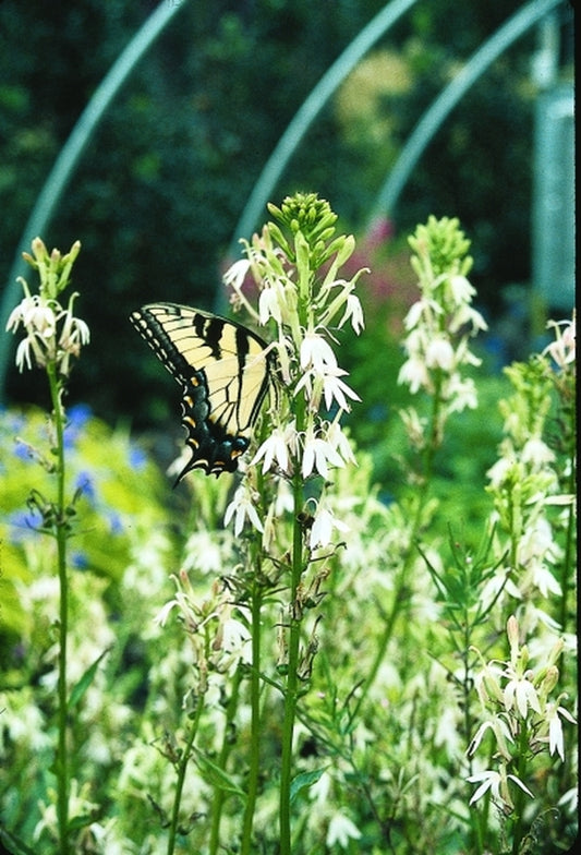 Image of Lobelia 'Summit Snow'|Juniper Level Botanic Gdn, NC|JLBG