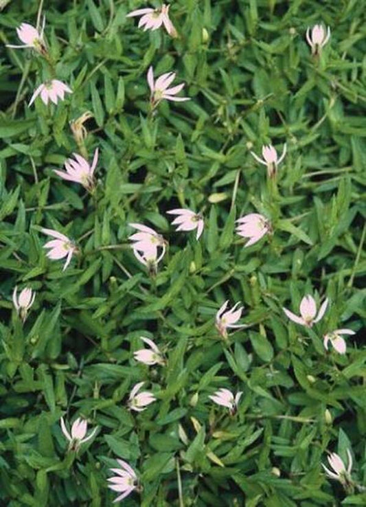Image of Lobelia chinensis|Juniper Level Botanic Gdn, NC|JLBG