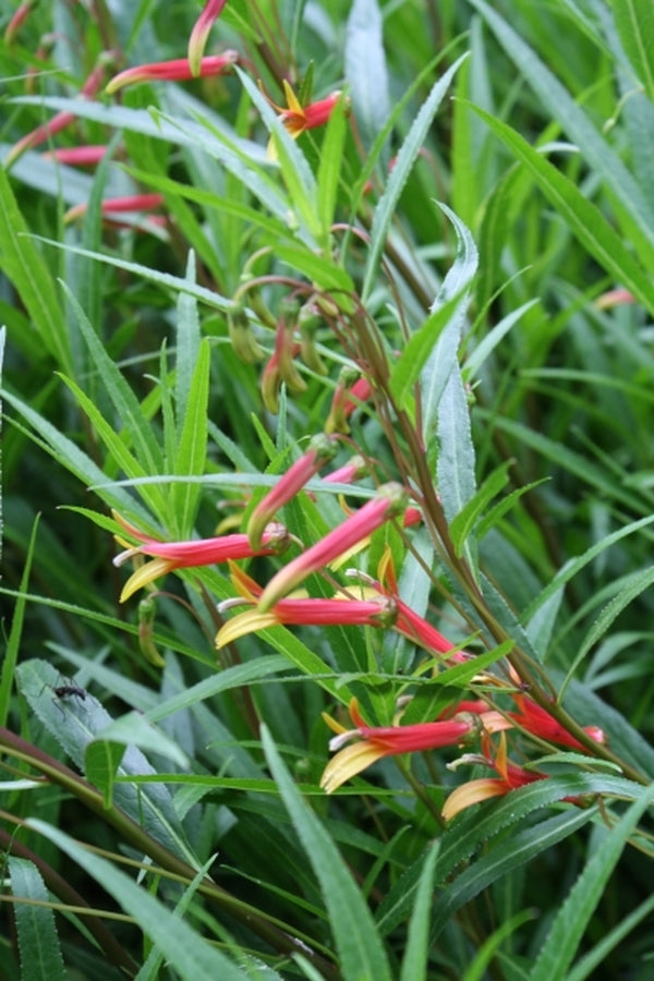 Image of Lobelia laxiflora var angustifolia|Juniper Level Botanic Gdn, NC|JLBG
