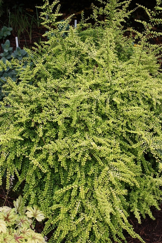 Image of Lonicera nitida 'Twiggy'||