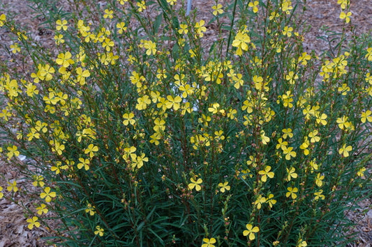 Image of Ludwigia maritima 'Life's a Beach'|Juniper Level Botanic Gdn, NC|JLBG