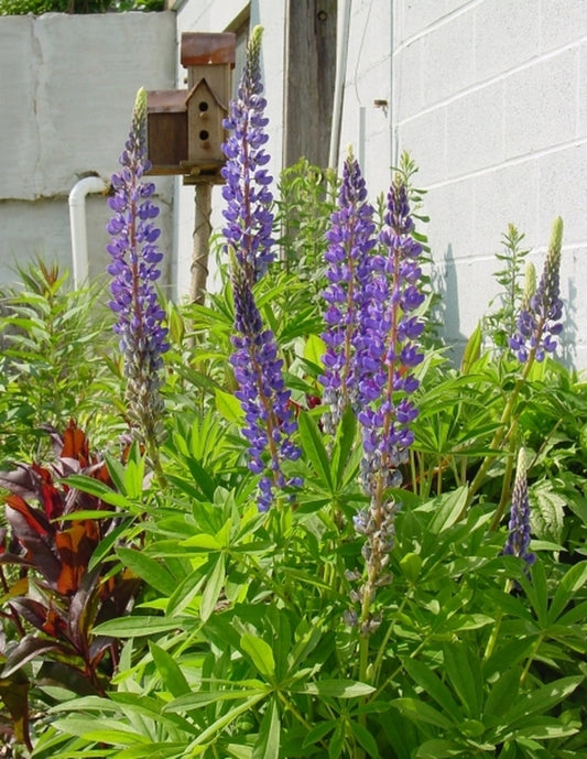 Image of Lupinus perennis|New Moon Nsy, PA|New Moon Nursery