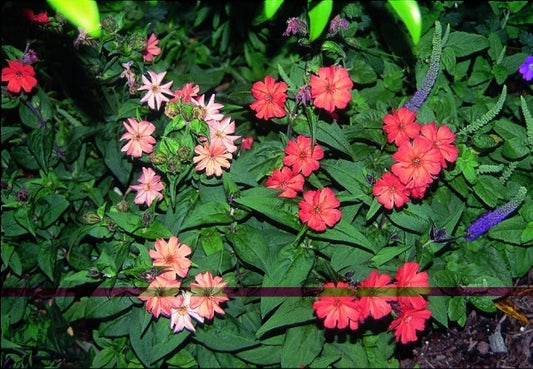 Image of Lychnis arkwrightii 'Vesuvius'|Juniper Level Botanic Gdn, NC|JLBG