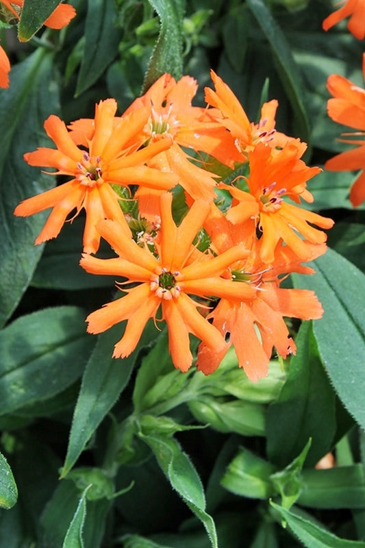 Image of Lychnis cognata 'Sweet Orange'|Juniper Level Botanic Gdn, NC|JLBG
