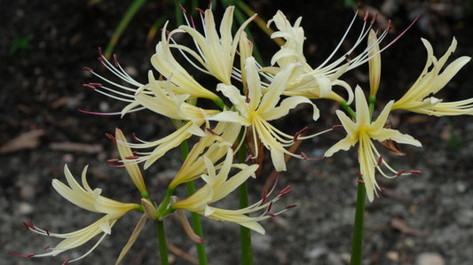 Image of Lycoris x albiflora 'Harvest Moon'|Juniper Level Botanic Gdn, NC|JLBG