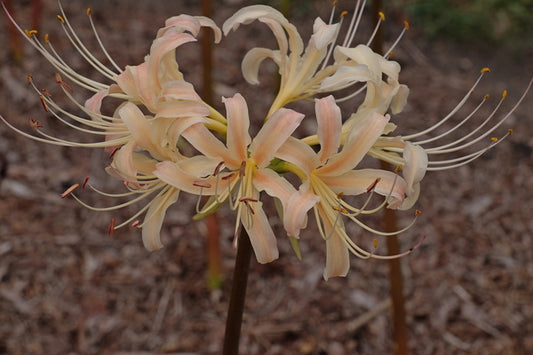 Image of Lycoris x albiflora 'Phil's Gold'||
