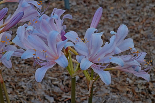 Image of Lycoris x incarnata 'Blue Pearl'taken at Juniper Level Botanic Gdn, NC by JLBG