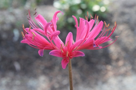 Image of Lycoris x rosea 'Glenn Dale Red Spider'|Juniper Level Botanic Gdn, NC|JLBG