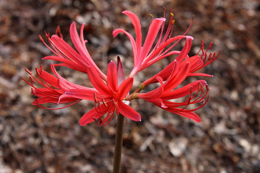 Image of Lycoris x rosea 'Matchsticks'|Juniper Level Botanic Gdn, NC|JLBG