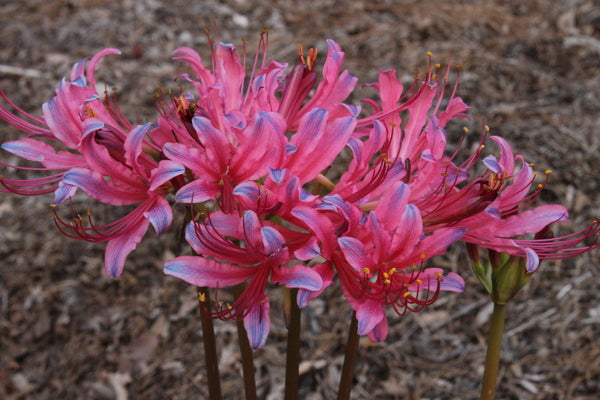 Image of Lycoris x rosea 'Pink-A-Blue'|Juniper Level Botanic Gdn, NC|JLBG