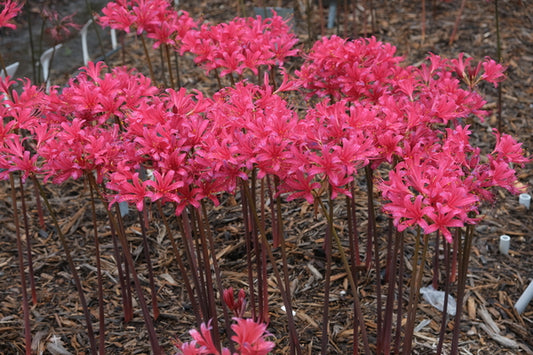 Image of Lycoris x rosea 'Pink Bouquet'taken at Juniper Level Botanic Gdn, NC by JLBG