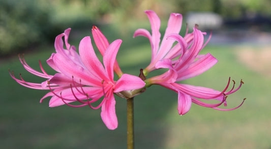 Image of Lycoris x rosea 'Pink Panther'|Juniper Level Botanic Gdn, NC|JLBG