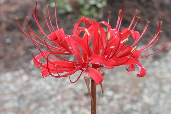 Image of Lycoris x rosea 'Red Sprite'|Juniper Level Botanic Gdn, NC|JLBG