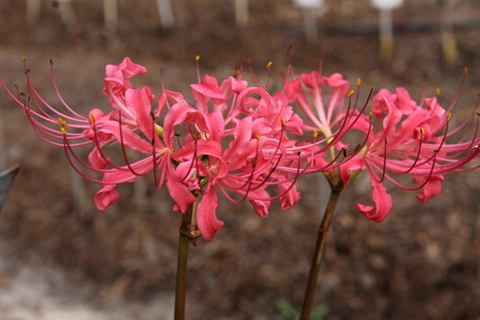 Image of Lycoris x rosea 'Rose Parade'|Juniper Level Botanic Gdn, NC|JLBG
