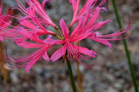 Image of Lycoris x rosea||