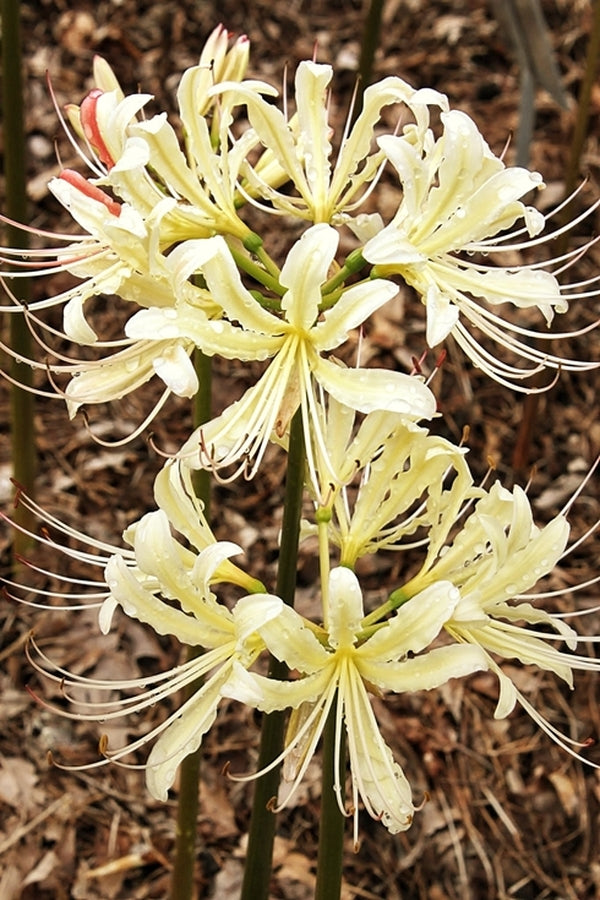 Image of Lycoris x straminea 'Caldwell's Original'taken at Juniper Level Botanic Gdn, NC by JLBG