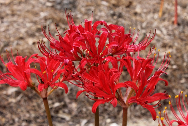 Image of Lycoris x straminea 'Red Hot Lover'taken at Juniper Level Botanic Gdn, NC by JLBG