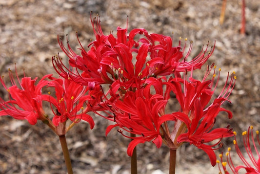 Image of Lycoris x straminea 'Red Hot Lover'taken at Juniper Level Botanic Gdn, NC by JLBG