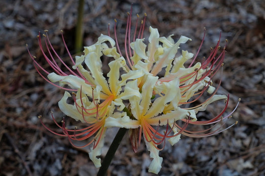 Image of Lycoris x straminea 'Ring of Gold'|Juniper Level Botanic Gdn, NC|JLBG