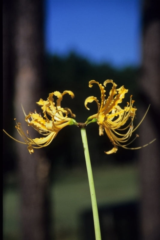 Image of Lycoris traubii|Juniper Level Botanic Gdn, NC|JLBG