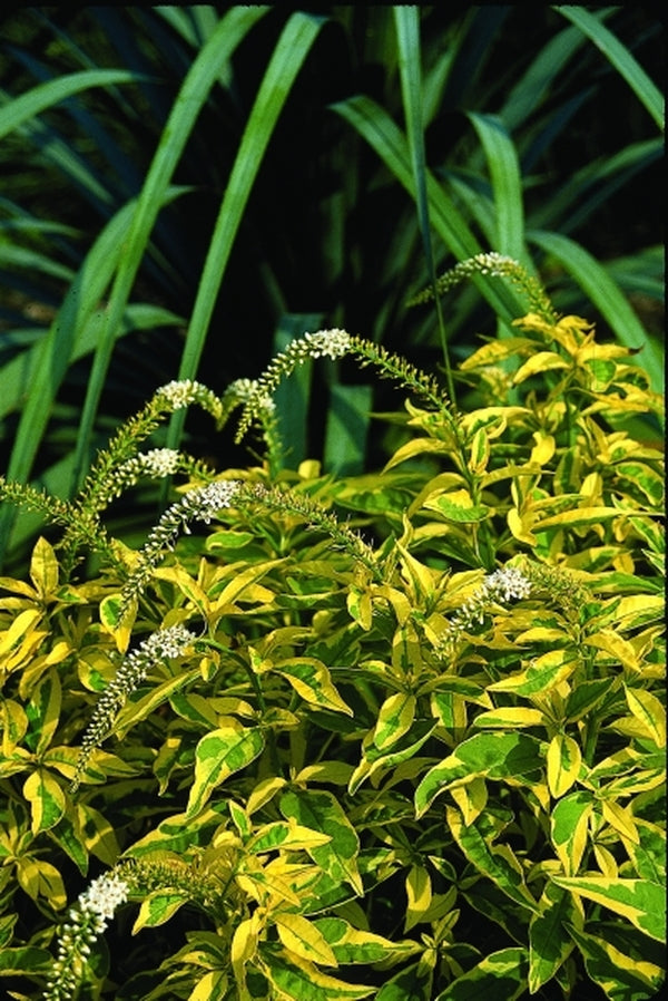 Image of Lysimachia clethroides 'Geisha'|Juniper Level Botanic Gdn, NC|JLBG