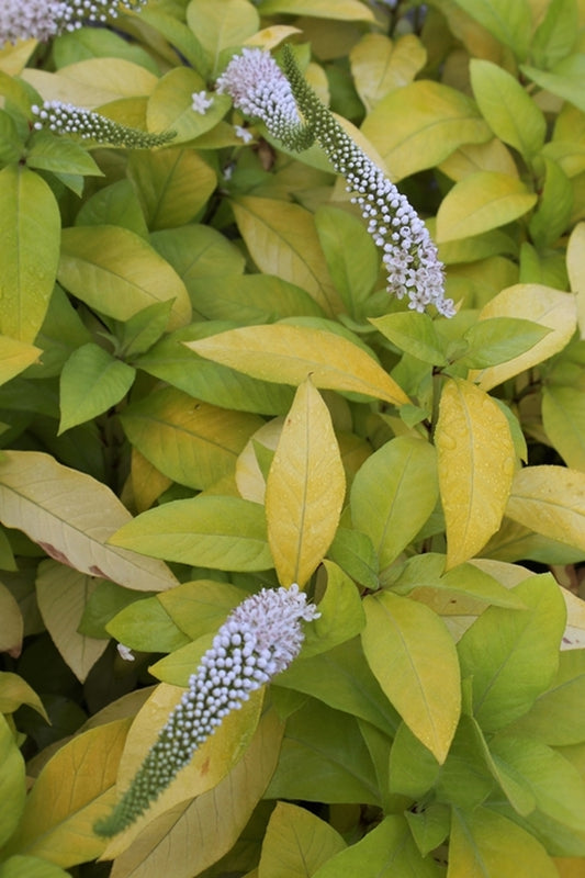 Image of Lysimachia clethroides 'Heronswood Gold'|Juniper Level Botanic Gdn, NC|JLBG