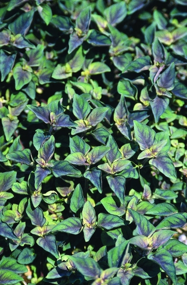 Image of Lysimachia congestiflora 'Persian Carpet' PPAF|Juniper Level Botanic Gdn, NC|JLBG