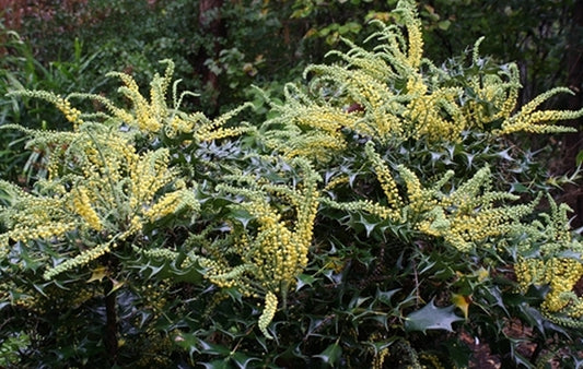 Image of Mahonia fargesii||