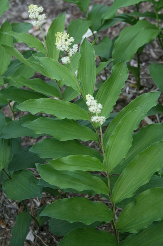 Image of Maianthemum racemosum|Juniper Level Botanic Gdn, NC|JLBG