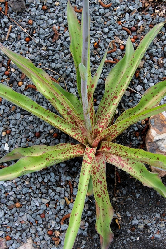 Image of Manfreda 'Anderson'||